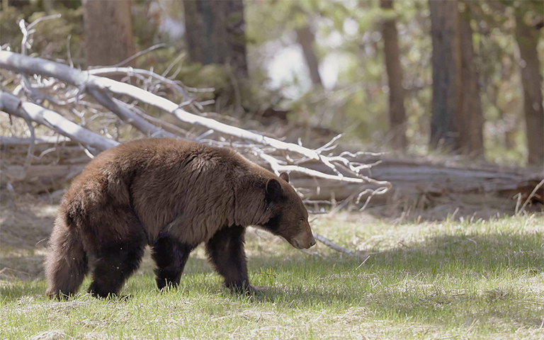 A brown bear walks across the wilderness.